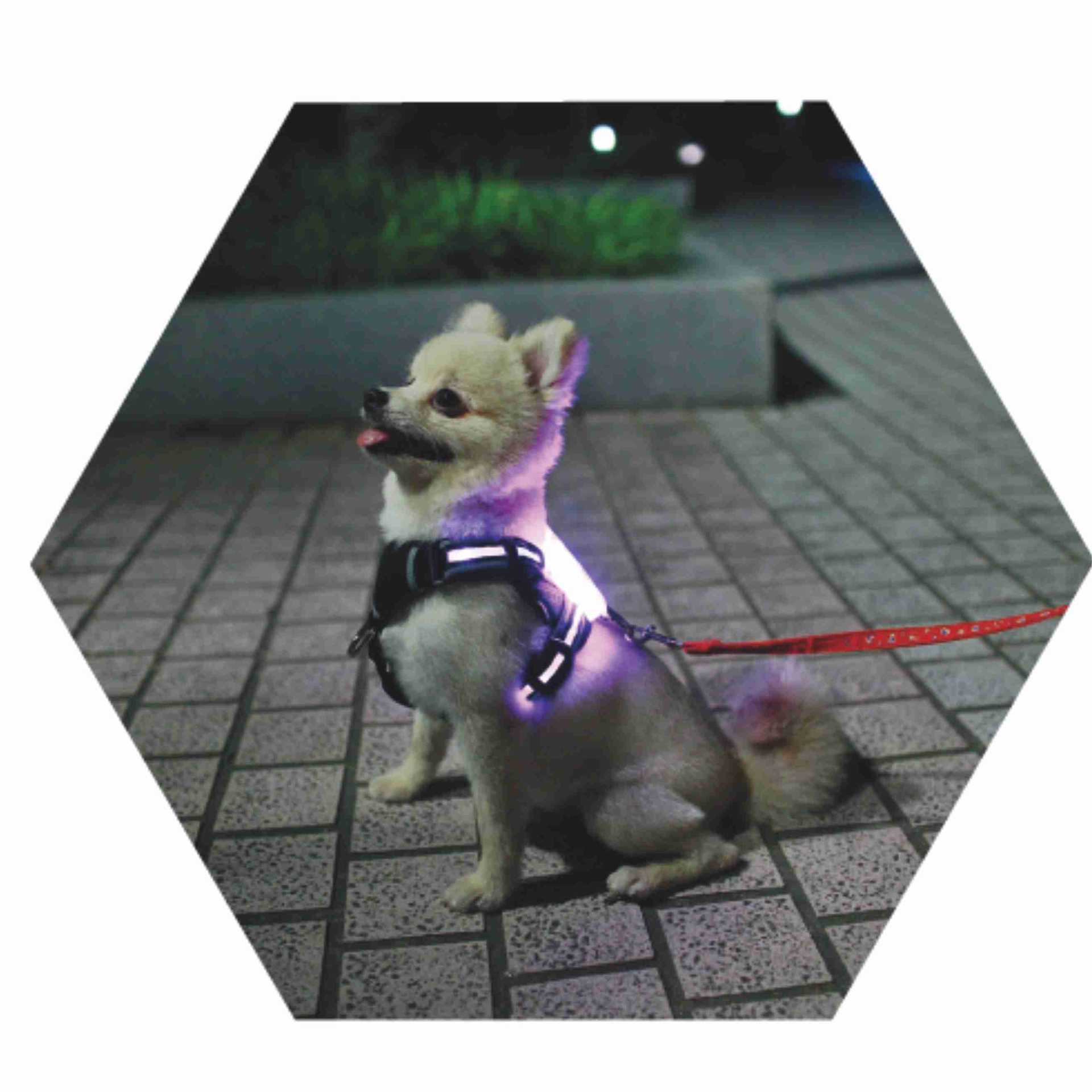 LED Light-Up Dog Harness – Safe Night Walks