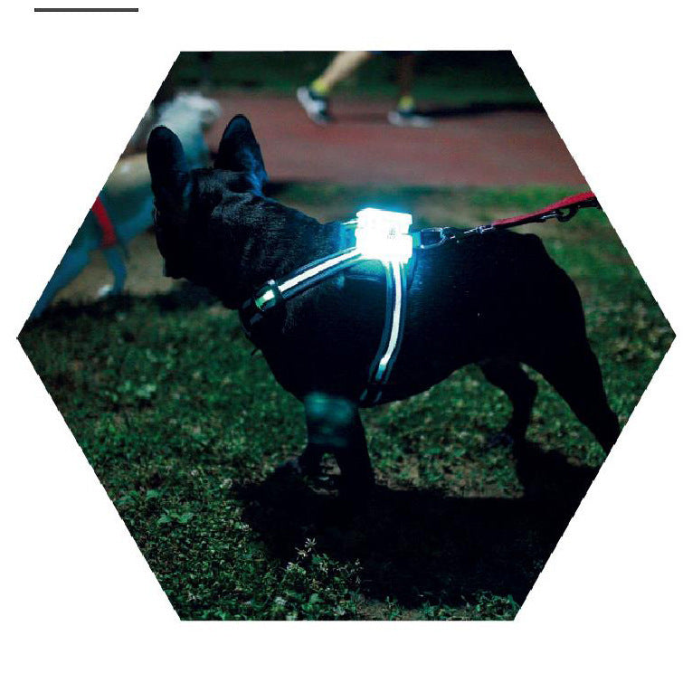 LED Light-Up Dog Harness – Safe Night Walks