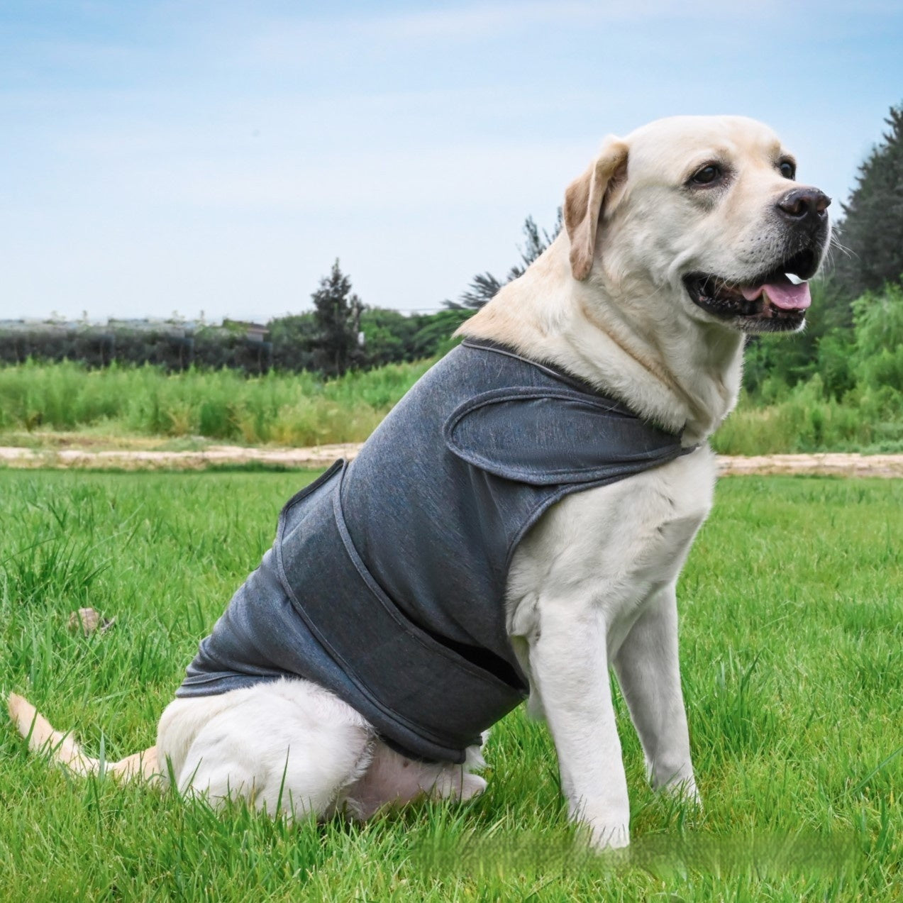 CalmPaws Anti-Anxiety Vest