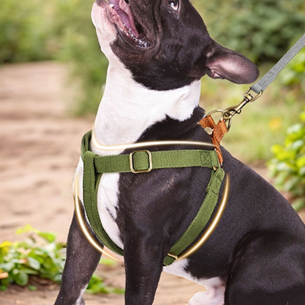 Secure Dog Harness – Personalized for Extra Safety