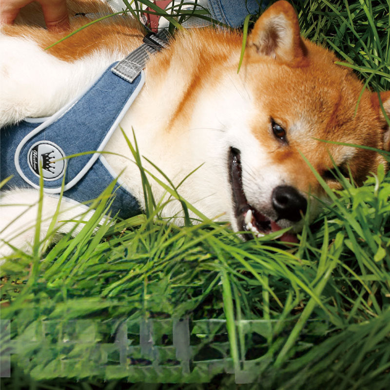 Easy-Wear Adjustable Pet Harness with Reflective Straps